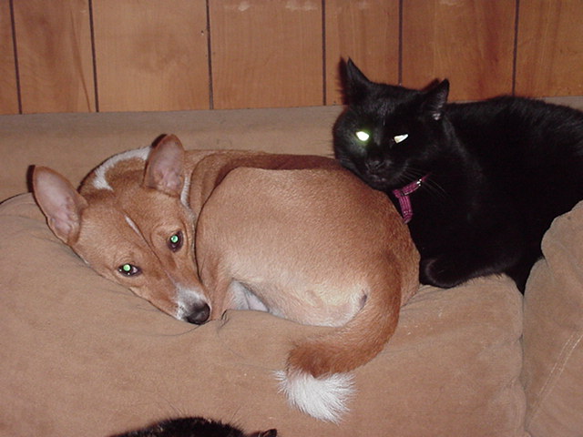 Kinsey (and buddy Salem) trying to catch a nap.&nbsp; November 2002