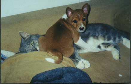 Who me???&nbsp; I'm not chewing on the kitty!
