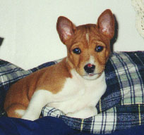 Don't I get to sleep in bed with you?&nbsp; Mkodi at 8 weeks.