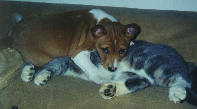 Cat nap's over!&nbsp; Wake up, it's time to play!