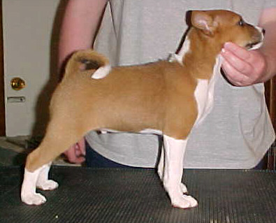 Echelon Dancing With Danger - 8.5 weeks old