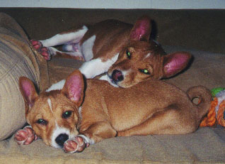 Sleepy puppies are GOOD puppies.&nbsp; Mkodi (top - 12 weeks), Kinsey (8 weeks)