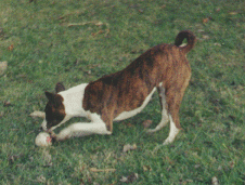 Playing with the tennis ball