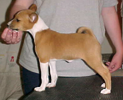 Echelon Forbidden Dance - 8.5 weeks old