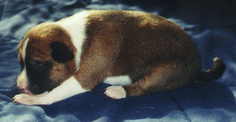 Zin at 2 weeks old