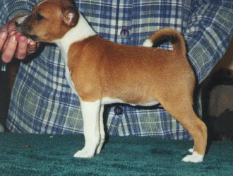 Zin at 6 weeks old