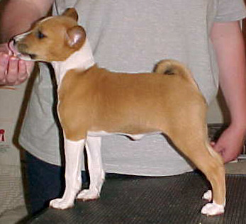 Zin at 8.5 weeks old