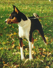 Bantu at 11 months old