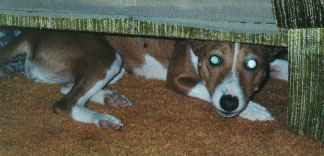 Oh no!&nbsp; Look what's hiding under the chair!&nbsp; A green eyed senji monster!!