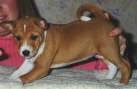 Kinsey at 6 weeks.&nbsp; "I don't want to stand on the table!"