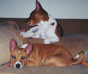 Kinsey (bottom) at 8 weeks.&nbsp; Mkodi at 12 weeks.