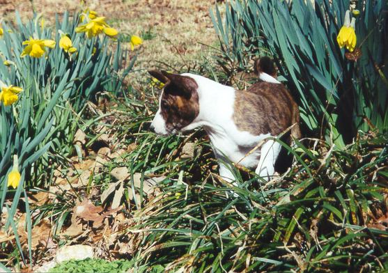 Ajali @3 months old playing in the North Carolina daffodils