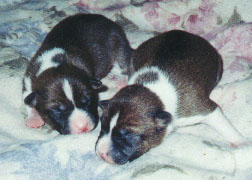 The boys at 4 days old