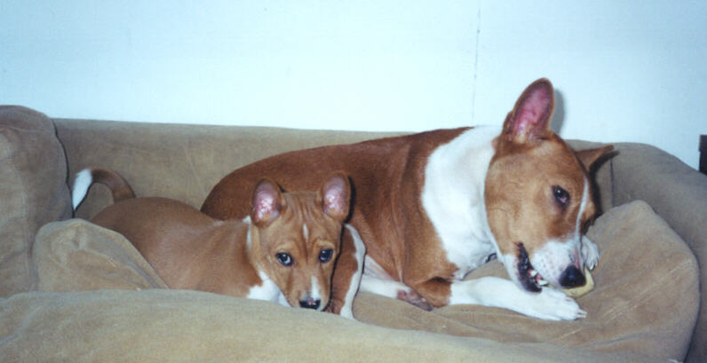 Carlie with Mkodi as a puppy