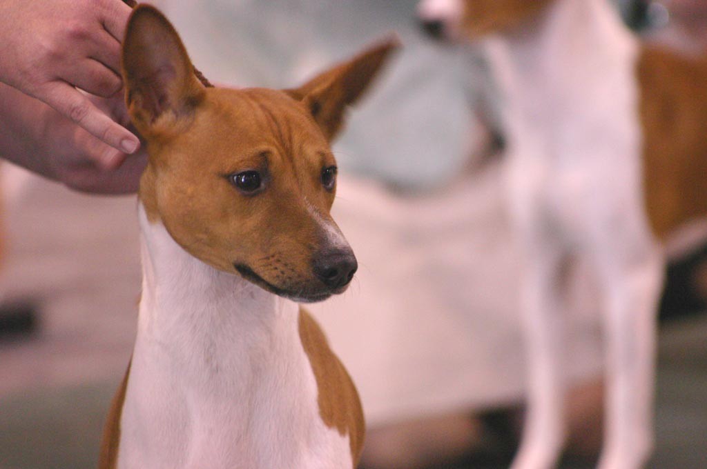 Firbi - 7 months old.&nbsp; In the ring at the 2004 BCOA Nationals