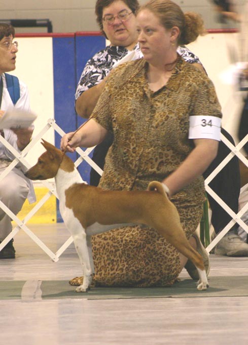 Firbi on his way to placing 4th in the 1/4 african puppy dog class at Nationals.