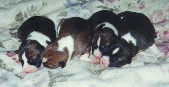 The girls at 4 days old