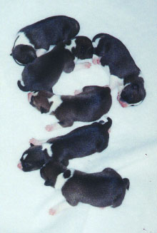 Puppies at 2 days old