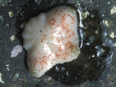 Fissura