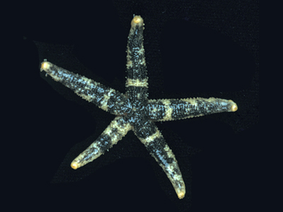 Multipara