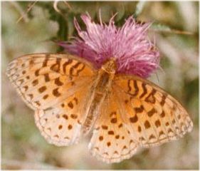 Fritilary