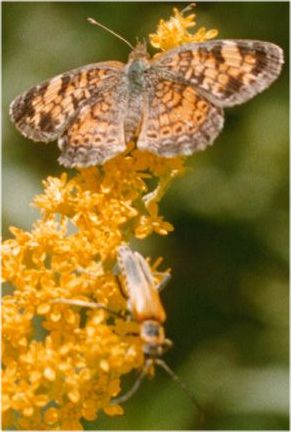 Pearl Crescent and Soldier Beetle on Goldenrod