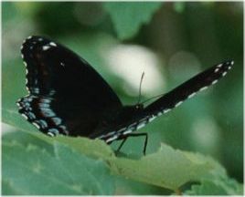Red Spotted Purple