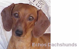Come on in and see my puppies born on July 4th, 2000!