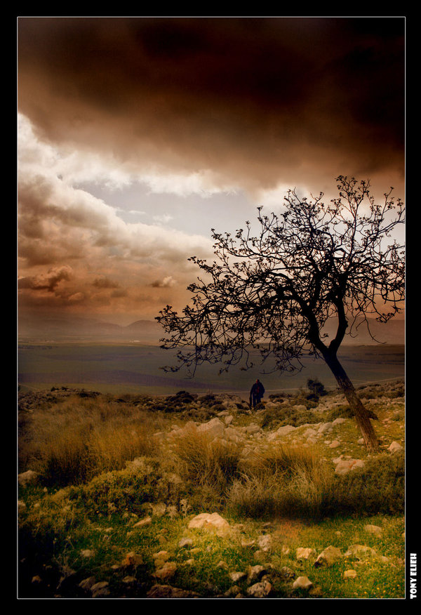 "Black Sky, Yellow Field" (C) Tonyelieh