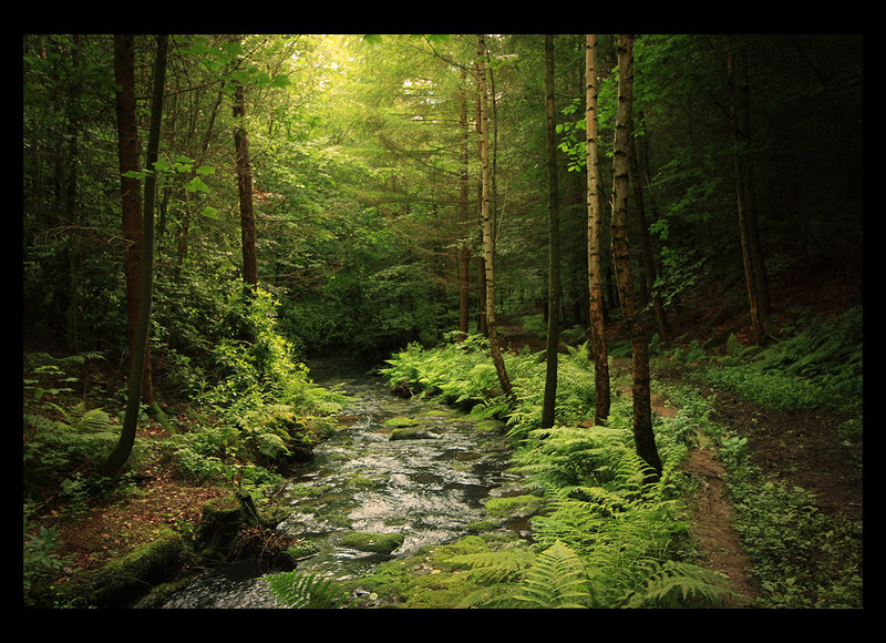 "Loki's Forest" (c) LuciasTears