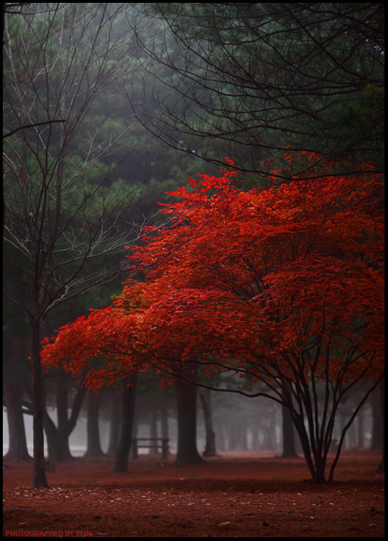 "Red Tree" (C) Nayein
