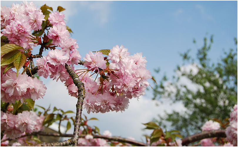 "Spring Burst" (c) Cl3tuS