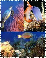 Diving at Boracay