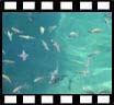 Peixes