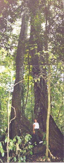 Arbol Selva Lacandona
