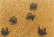 Tortuguitas en la playa