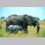 elephant2.JPG