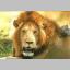 lion2.JPG