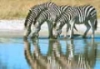 zebre.ima.jpg