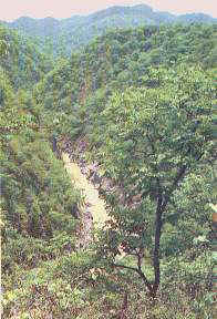 AMOPATE.JPG (13317 bytes)