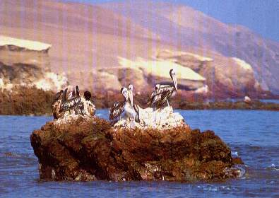 Alcatraces.jpg (19872 bytes)