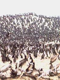 Alcatraces y guayanes.jpg (15089 bytes)