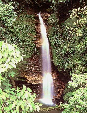 Alto tambopata.jpg (52061 bytes)