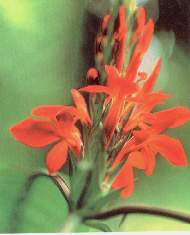 Arbusto.jpg (4743 bytes)