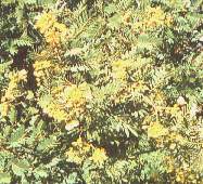 Arbusto de mutuy.jpg (12457 bytes)