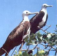 Ave fragata.jpg (8054 bytes)