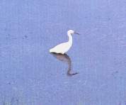 Aves migratorias.jpg (2889 bytes)