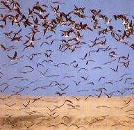 Bandadas.jpg (9993 bytes)