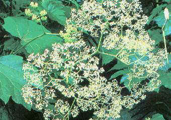 Begonia gigante.jpg (25454 bytes)