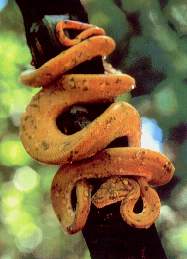 Boa arb�rea.jpg (9177 bytes)